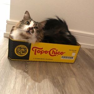 Meet your Posher, Molly